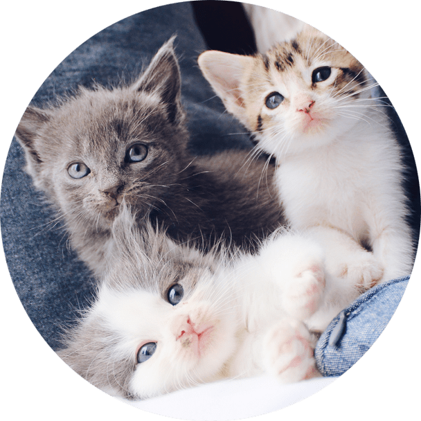 Three kittens are laying on a blanket.