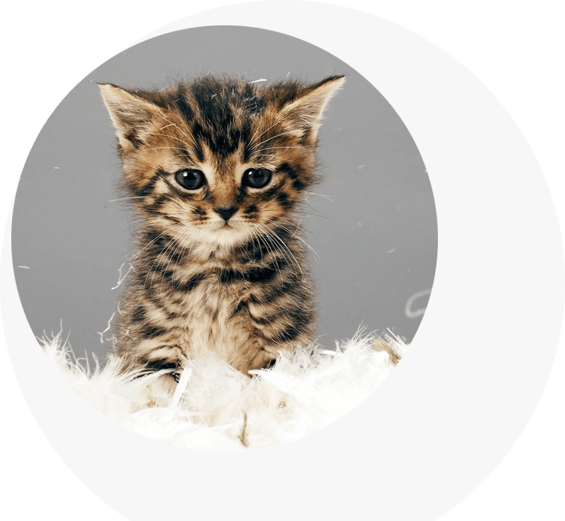 A kitten sitting on top of a white fluffy rug.