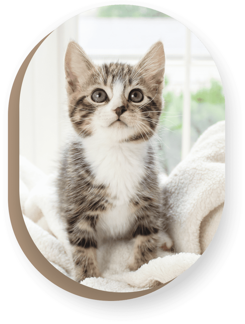 A kitten sitting on top of a blanket.