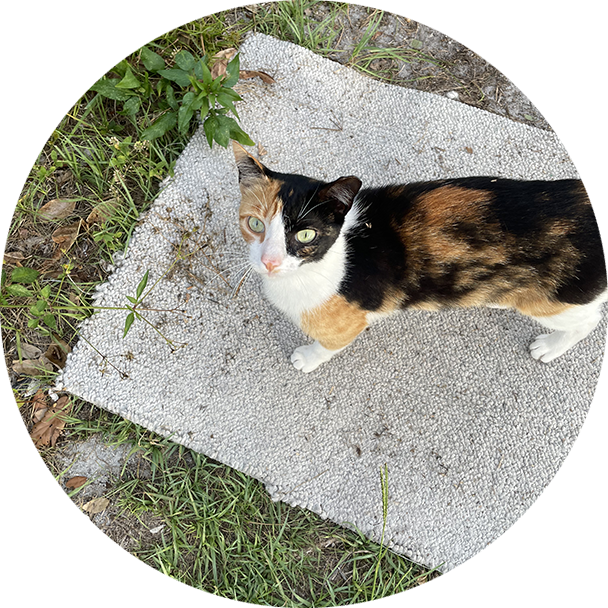 A cat is standing on the ground looking up.