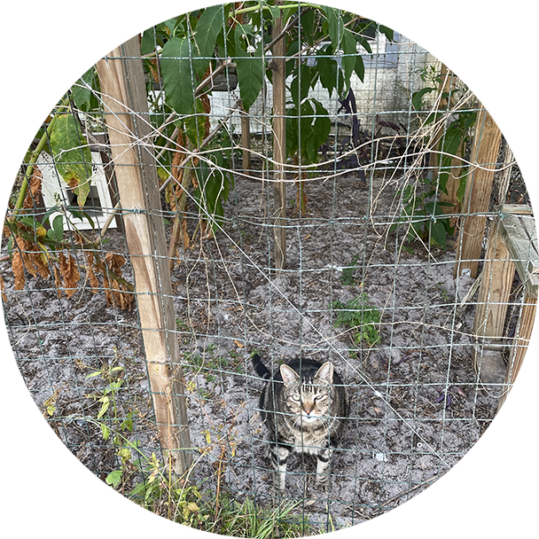 A cat is standing behind the fence of a garden.