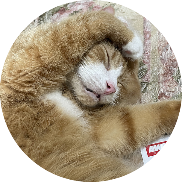 A cat is curled up sleeping on the floor.