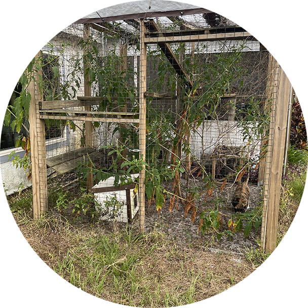 A green circle with an old wooden structure and plants growing.