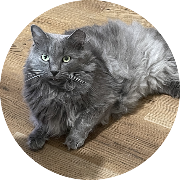 A cat sitting on the ground in front of a green background.