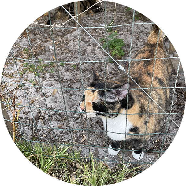 A cat is standing behind the fence of its enclosure.