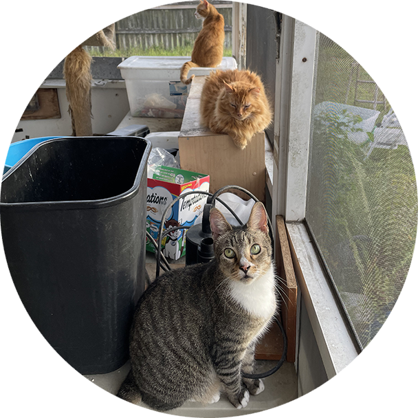 Three cats sitting on a window ledge next to trash cans.