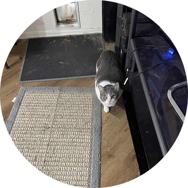 A cat walking on the floor of a kitchen.